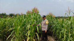 Ketahanan Pangan di Kandis Terus Berkembang Melalui Semangat Kolaborasi Petani