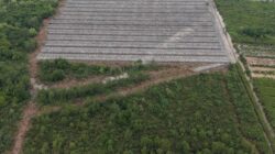 Polisi Tetapkan Penghulu Jadi Tersangka Dugaan Perusakan Hutan Mangrove di Rohil