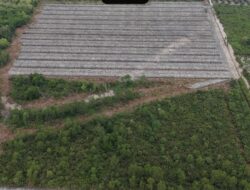 Polisi Tetapkan Penghulu Jadi Tersangka Dugaan Perusakan Hutan Mangrove di Rohil