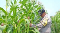 Bukan Sekadar Menanam, Polsek Kandis Hadir Dampingi Petani untuk Ketahanan Pangan yang Melimpah