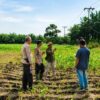 Benih Jagung Kuartal III Telah Ditanam, Polsek Kandis Perkuat Ketahanan Pangan di Wilayah Binaan
