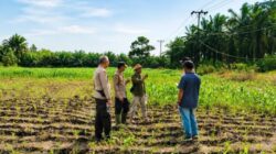 Benih Jagung Kuartal III Telah Ditanam, Polsek Kandis Perkuat Ketahanan Pangan di Wilayah Binaan