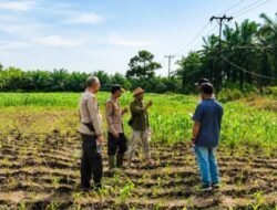 Benih Jagung Kuartal III Telah Ditanam, Polsek Kandis Perkuat Ketahanan Pangan di Wilayah Binaan