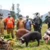 Menembus Batas Alam Ugimba: Koops TNI Habema Hadirkan Kembali Negara di Bawah Kaki Gunung Cartenz Setelah 15 Tahun Terisolasi