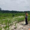 Dari Ladang untuk Negeri, Polsek Kandis Kawal Perjuangan Petani Wujudkan Swasembada Pangan