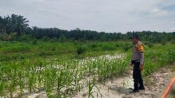 Dari Ladang untuk Negeri, Polsek Kandis Kawal Perjuangan Petani Wujudkan Swasembada Pangan