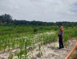 Dari Ladang untuk Negeri, Polsek Kandis Kawal Perjuangan Petani Wujudkan Swasembada Pangan