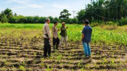 Tak Sekadar Mengawal Keamanan, Polsek Kandis Turun ke Lahan Jagung Kawal Ketahanan Pangan