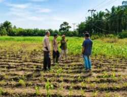 Tak Sekadar Mengawal Keamanan, Polsek Kandis Turun ke Lahan Jagung Kawal Ketahanan Pangan