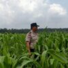 Menembus Hamparan Jagung, Polsek Kandis Pastikan Ketahanan Pangan Tetap Terjaga