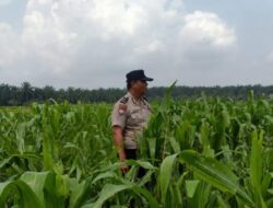 Menembus Hamparan Jagung, Polsek Kandis Pastikan Ketahanan Pangan Tetap Terjaga