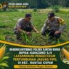 Dukung Ketahanan Pangan Nasional, Bhabinkamtibmas Polsek Rantau Kopar Cek Tanaman Jagung Pipil