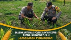 Dukung Ketahanan Pangan Nasional, Bhabinkamtibmas Polsek Rantau Kopar Cek Tanaman Jagung Pipil