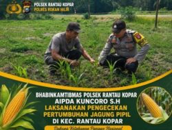 Dukung Ketahanan Pangan Nasional, Bhabinkamtibmas Polsek Rantau Kopar Cek Tanaman Jagung Pipil