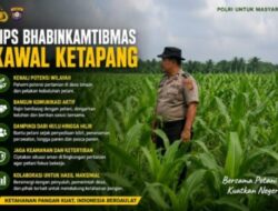 Bukan Sekadar Hadir, Ini Cara Bhabinkamtibmas Polsek Kandis Kawal Ketahanan Pangan