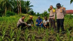 Dari Lahan Binaan, Bhabinkamtibmas Polsek Kandis Tumbuhkan Semangat Petani