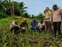 Dari Lahan Binaan, Bhabinkamtibmas Polsek Kandis Tumbuhkan Semangat Petani