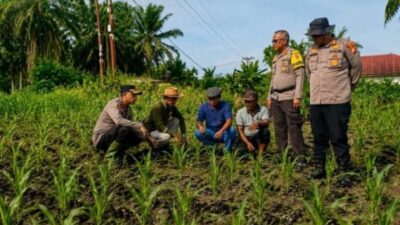 Dari Lahan Binaan, Bhabinkamtibmas Polsek Kandis Tumbuhkan Semangat Petani