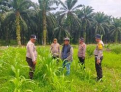 Kuartal III Dimulai, Polsek Kandis Dorong Petani Tingkatkan Produksi Jagung