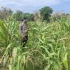 Wujud Dukungan Ketahanan Pangan Nasional, Bhabinkamtibmas Polsek Rantau Kopar Rutin Cek Tanaman Jagung Pipil Warga