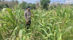 Wujud Dukungan Ketahanan Pangan Nasional, Bhabinkamtibmas Polsek Rantau Kopar Rutin Cek Tanaman Jagung Pipil Warga