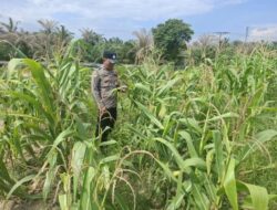 Wujud Dukungan Ketahanan Pangan Nasional, Bhabinkamtibmas Polsek Rantau Kopar Rutin Cek Tanaman Jagung Pipil Warga