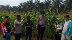 Petani Tangguh, Tanaman Jagung Tumbuh Lewat Semangat Gotong Royong Polsek Kandis