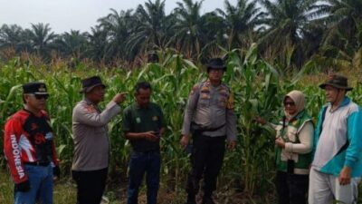 Petani Tangguh, Tanaman Jagung Tumbuh Lewat Semangat Gotong Royong Polsek Kandis