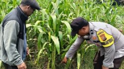 Dari Ladang Kandis, Harapan Swasembada Pangan Terus Tumbuh