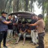 PETI di Areal KUD Sungai Paku Digerebek, Kapolres Kuansing: Ancaman 5 Tahun Penjara