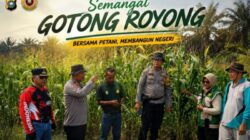 Bhabinkamtibmas Polsek Kandis dan Petani Jagung Gotong Royong, Menanam dan Merawat hingga Menanti Panen
