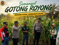 Bhabinkamtibmas Polsek Kandis dan Petani Jagung Gotong Royong, Menanam dan Merawat hingga Menanti Panen