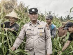 September Kemarau, Semangat Gotong Royong Polsek Kandis dan Petani Menguatkan