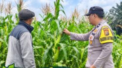 Daunnya Menghijau, Ketahanan Pangan Terus Tumbuh di Wilayah Binaan Polsek Kandis
