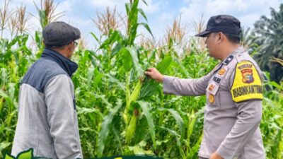 Daunnya Menghijau, Ketahanan Pangan Terus Tumbuh di Wilayah Binaan Polsek Kandis