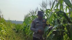 Kawal Ketahanan Pangan, Polsek Kandis Aktif Pantau Pertumbuhan Tanaman Jagung