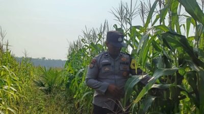 Kawal Ketahanan Pangan, Polsek Kandis Aktif Pantau Pertumbuhan Tanaman Jagung
