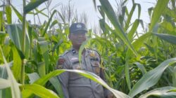 Bersama Petani, Bhabinkamtibmas Polsek Kandis Merawat Tanaman Jagung