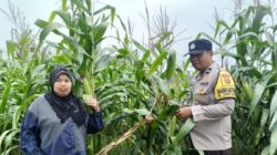 Polsek Kandis Bergerak, Petani Diperkuat, Ketahanan Pangan Diperkokoh