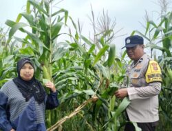 Polsek Kandis Bergerak, Petani Diperkuat, Ketahanan Pangan Diperkokoh