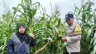 Polsek Kandis Bergerak, Petani Diperkuat, Ketahanan Pangan Diperkokoh