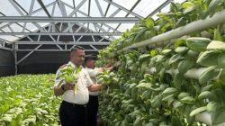 Kalapas Tri Purnomo Pimpin Panen Pakcoy Hasil Karya Warga Binaan Sibolga
