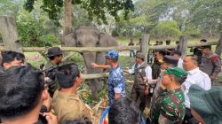 Bayi Gajah Jantan Lahir di Flying Squad Tesso Nilo Diberi Nama Ganesha