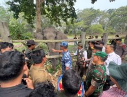 Bayi Gajah Jantan Lahir di Flying Squad Tesso Nilo Diberi Nama Ganesha