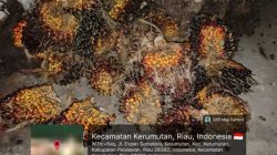 Panen Tanpa Izin Security PT SLS Amankan 1 Pelaku