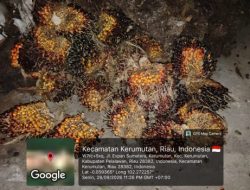 Panen Tanpa Izin Security PT SLS Amankan 1 Pelaku