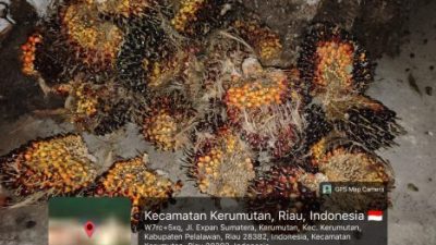 Panen Tanpa Izin Security PT SLS Amankan 1 Pelaku