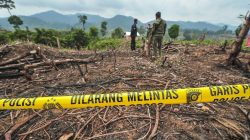 Bakar Lahan 200 Hektar Dekat TNBT, Warga Batang Cenaku Diciduk