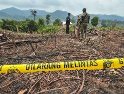 Bakar Lahan 200 Hektar Dekat TNBT, Warga Batang Cenaku Diciduk