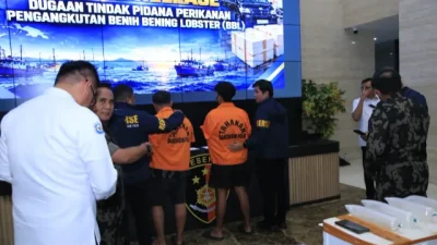 Polri Ungkap Jaringan Penyelundupan Baby Lobster Lintas Negara, Dua Pelaku Ditangkap